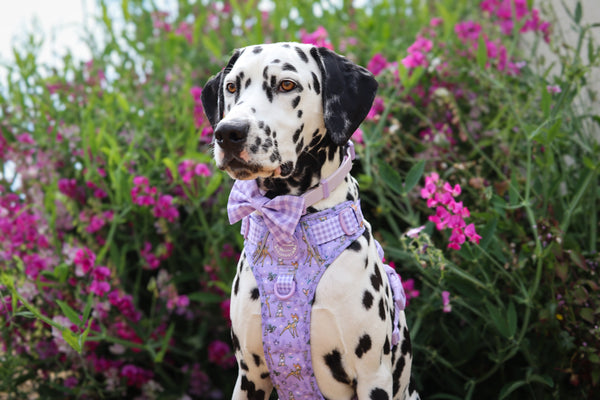 Waterproof Collar - Lilac