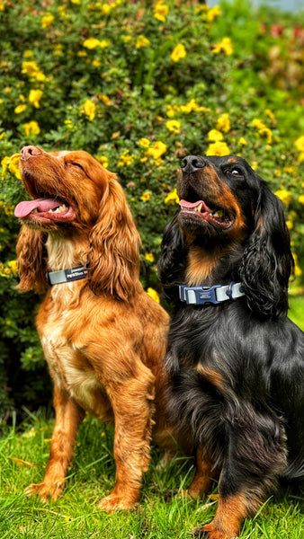 Waterproof Collar - Dusky Blue + Navy