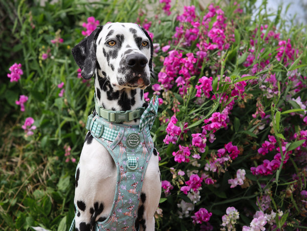 Waterproof Collar - Green