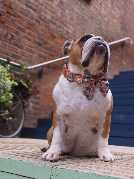 Collar - Pumpkin Spice
