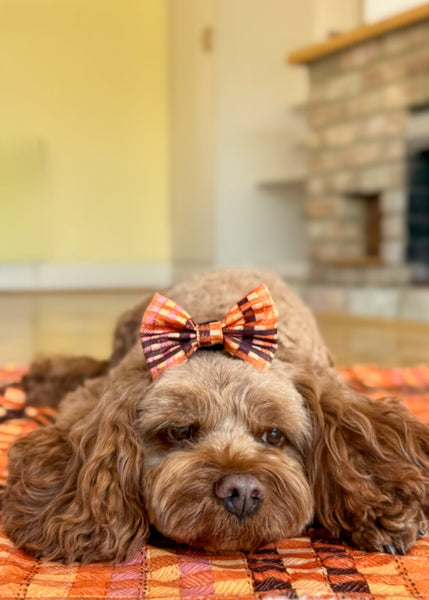 Bow Tie - Golden Acre