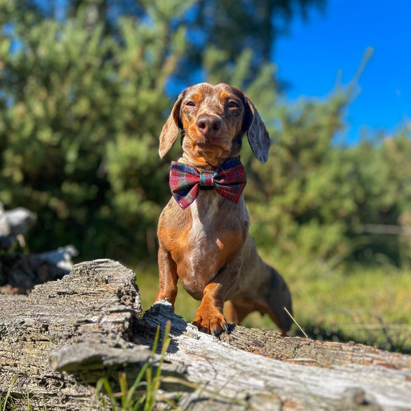 Bow Tie - Yuletide Plaid