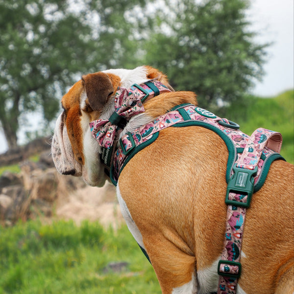 Bow Tie - Adventure Awaits