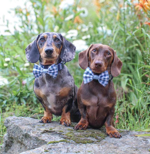 Disney© Bow Tie - Bambi + Friends Blue Gingham