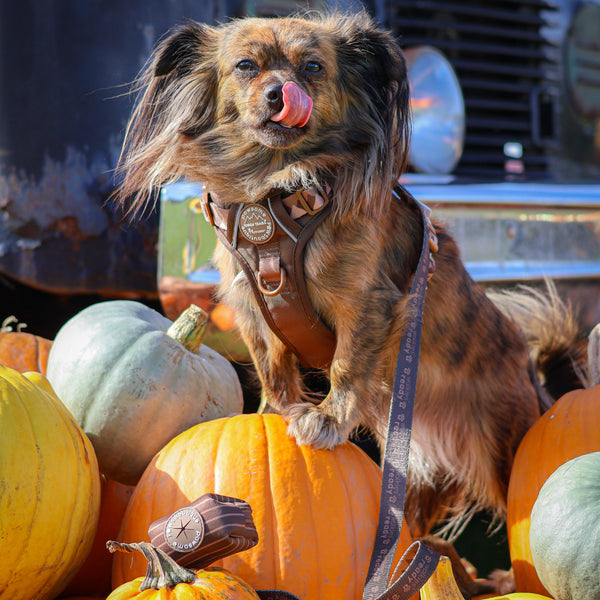 Poo Bag Holder - Walkies Ready® Chocolate Brown