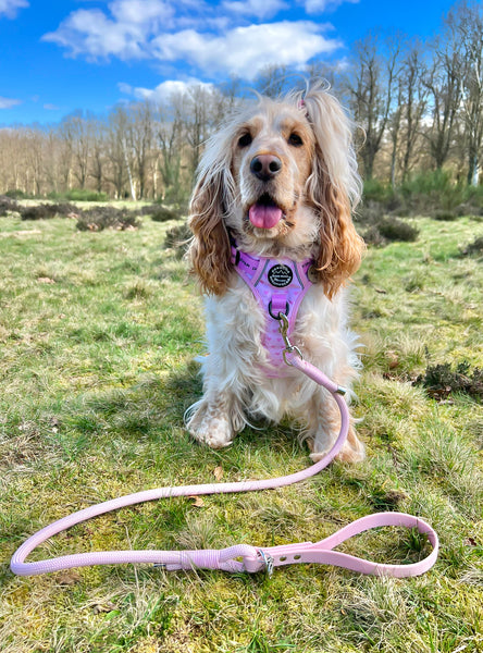 4ft Rope Lead - Pink