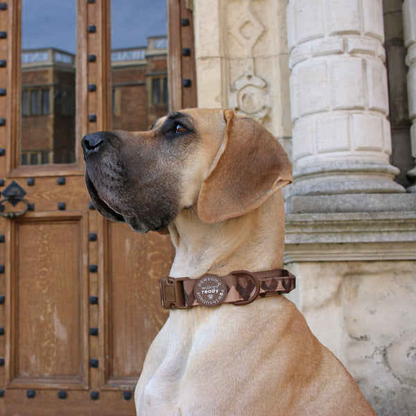 Adventure Collar - Brown (Size Large Only)