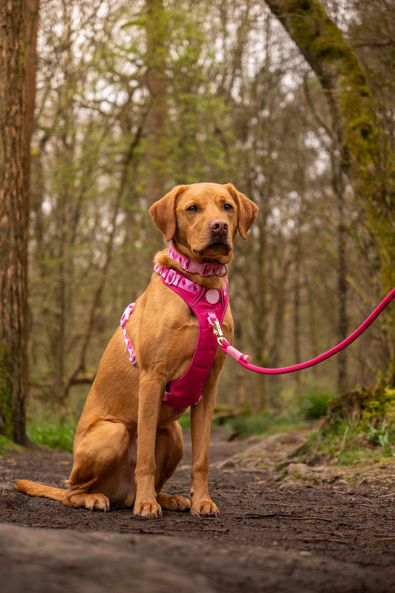 4ft Rope Lead - Walkies Ready® Raspberry Pink – Pawsome Paws Boutique ...