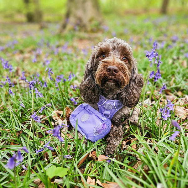 Treat + Go Bag - Walkies Ready® Lavender Lilac