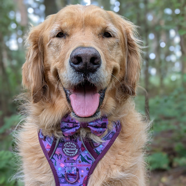Bow Tie - Roaming Wild