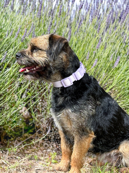 Waterproof Collar - Lilac