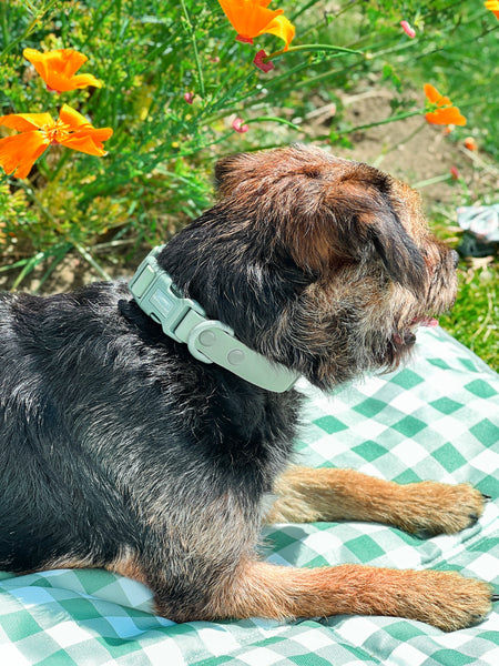 Waterproof Collar - Green