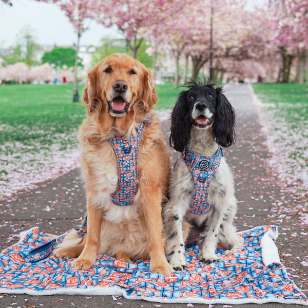 Dog Blanket - Rise & Shine
