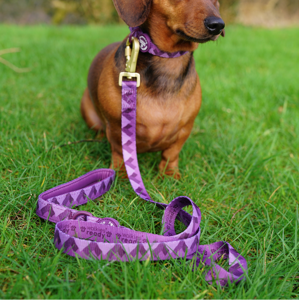 Lead - Walkies Ready® Plum