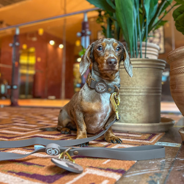 4ft Waterproof Lead - Walkies Ready® Chocolate Brown