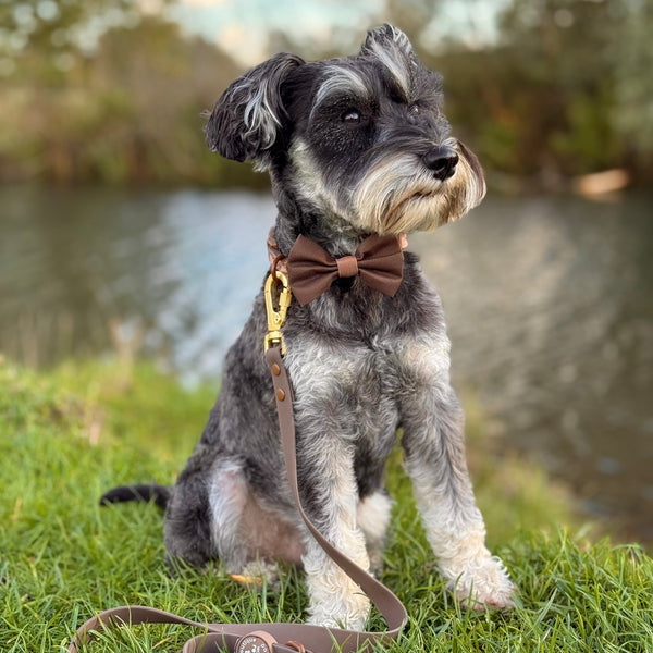 Bow Tie - Walkies Ready® - Chocolate Brown