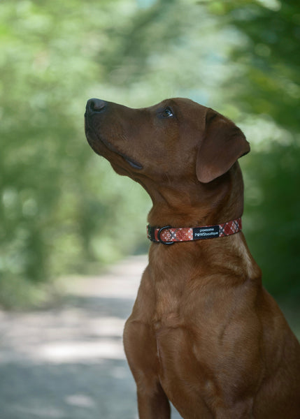 Collar – Pumpkin Plaid