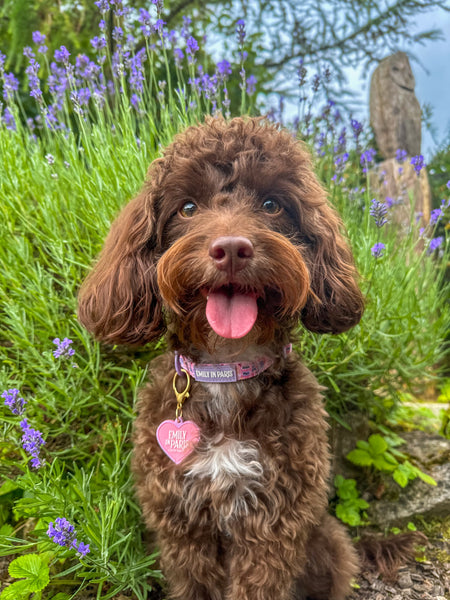 Collar/Lead Charm - Emily In Paris