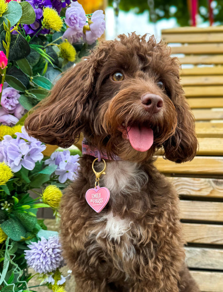 Collar/Lead Charm - Emily In Paris