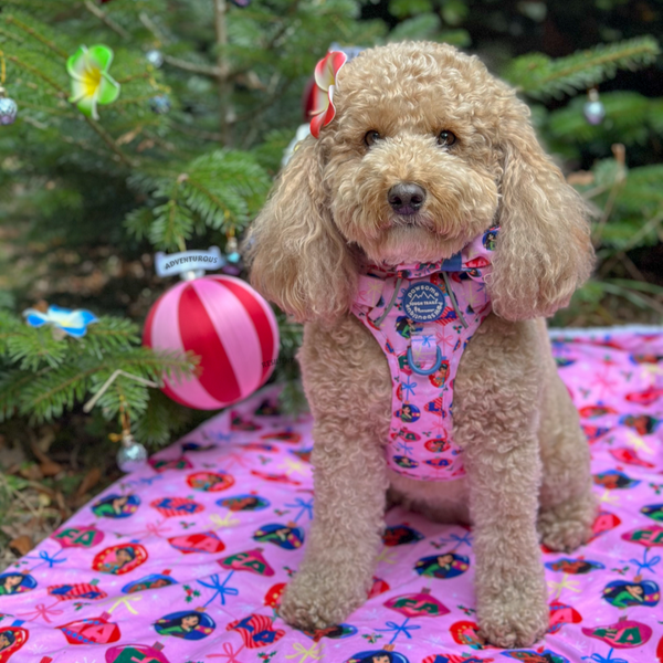 Disney© Dog Blanket - Princess