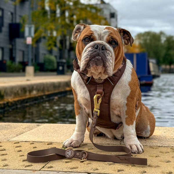 4ft Waterproof Lead - Walkies Ready® Chocolate Brown