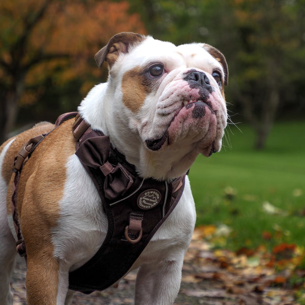 Bow Tie - Walkies Ready® - Chocolate Brown
