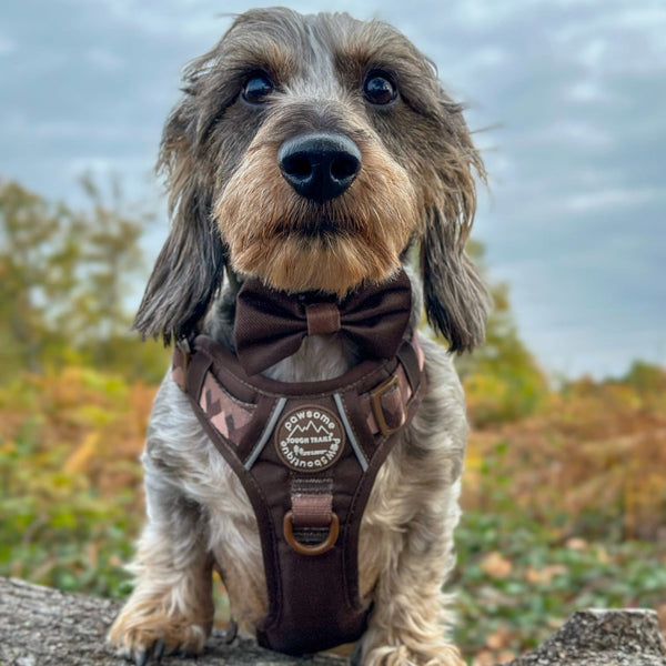 Bow Tie - Walkies Ready® - Chocolate Brown