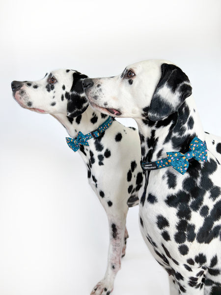 Collar – Teal Leopard