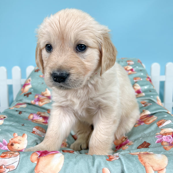 Dog Blanket - Winnie The Pooh