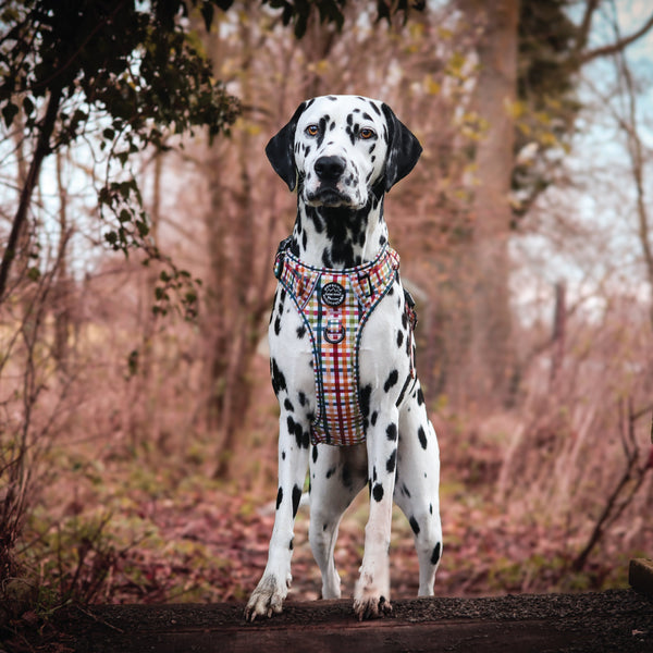 Tough Trails™ Harness - Plaid Pup