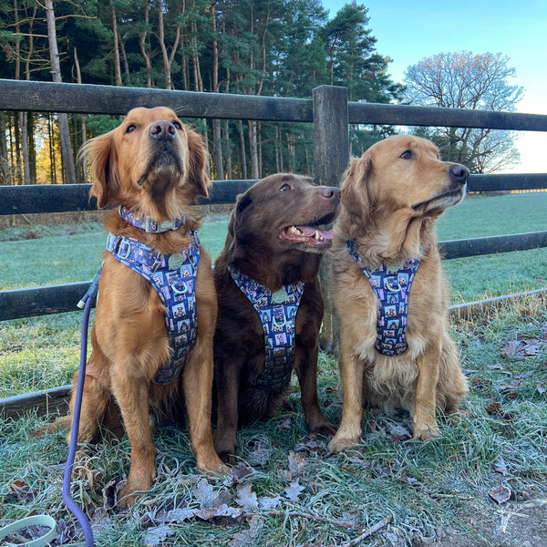 Tough Trails™ Harness -  Winnie + Friends