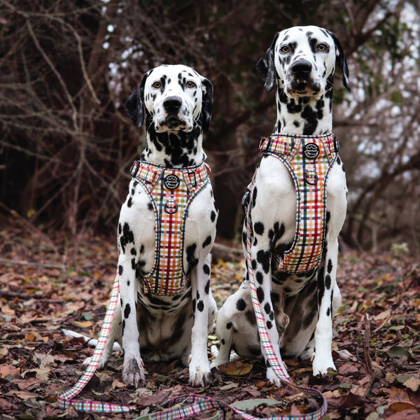 Tough Trails™ Harness - Plaid Pup