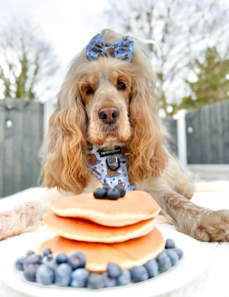 Bow Tie - Blueberry Pancakes