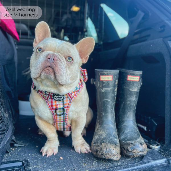 Tough Trails™ Harness - Plaid Pup