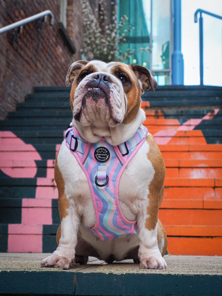 Tough Trails Harness - PPB Pastel Swirl