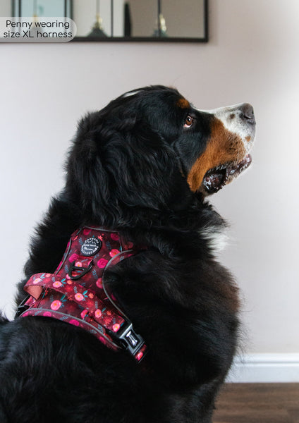 Tough Trails™ Harness - Mable's Meadow