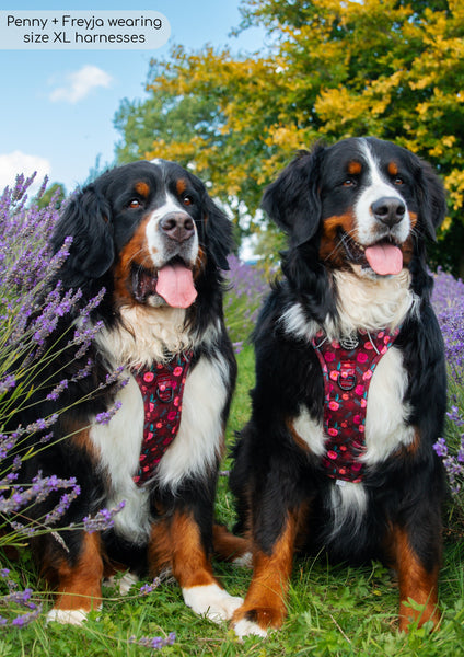 Tough Trails™ Harness - Mable's Meadow